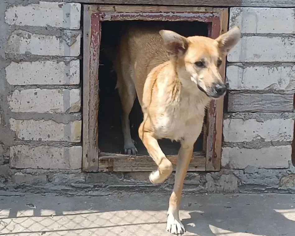 Маленькое рыжее солнце