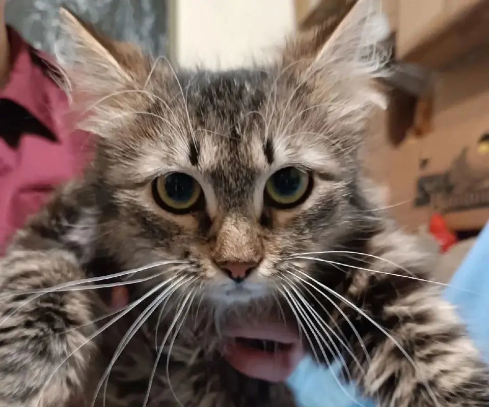 Кот Валера.