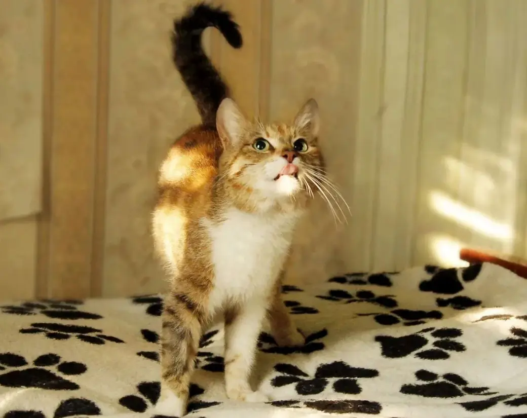 Солнечная Злата.