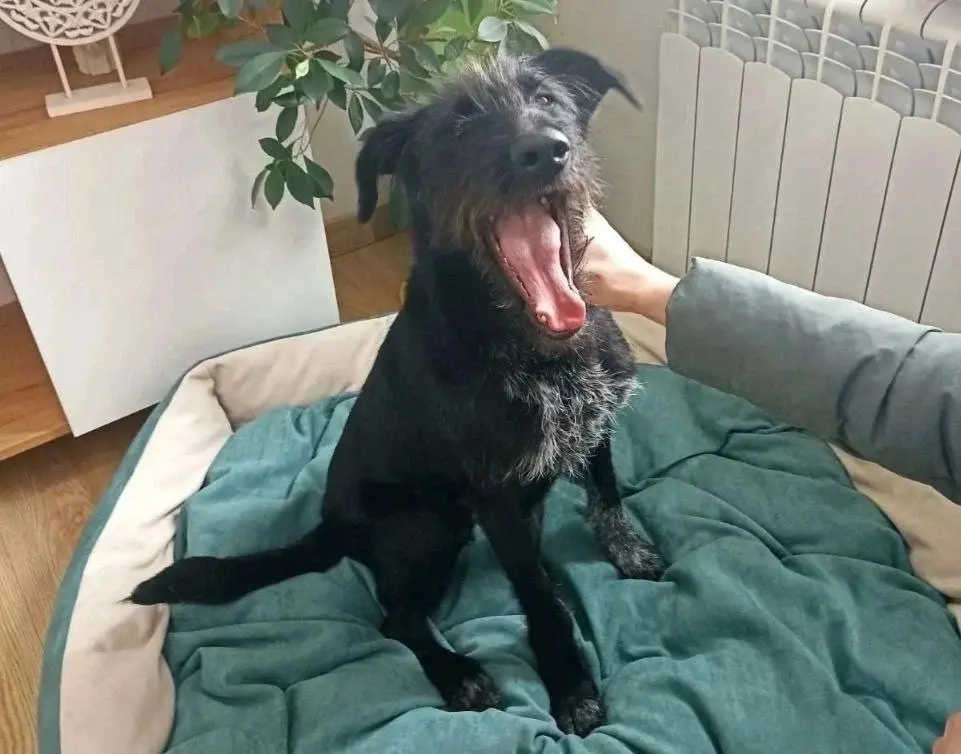 Собака Рита.