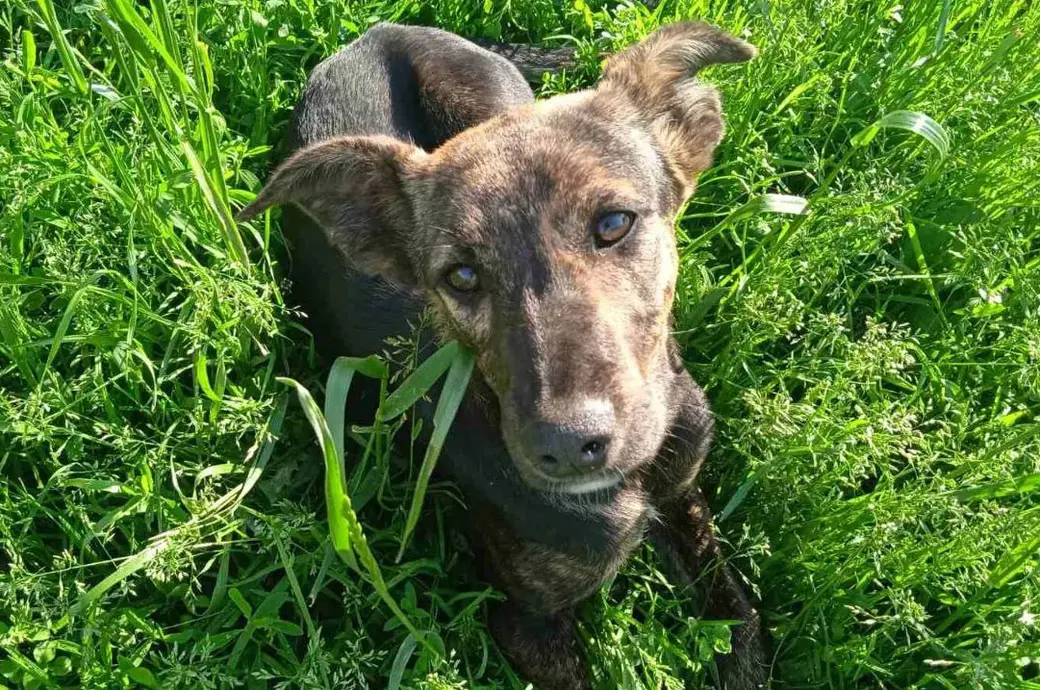 Собака без клички.