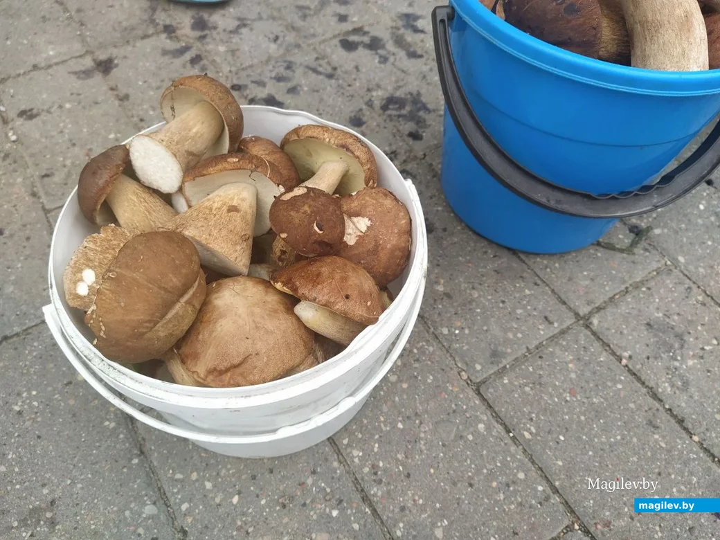 Грибы боровики. Минский рынок. Могилев, 7 июля 2023 года.