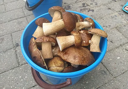 Следом за дождями боровики пошли: на Минском рынке в Могилеве уже продают. Фотофакт