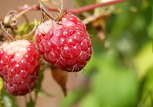 Как нужно собирать малину: и урожай не пропадет, и спина болеть не будет