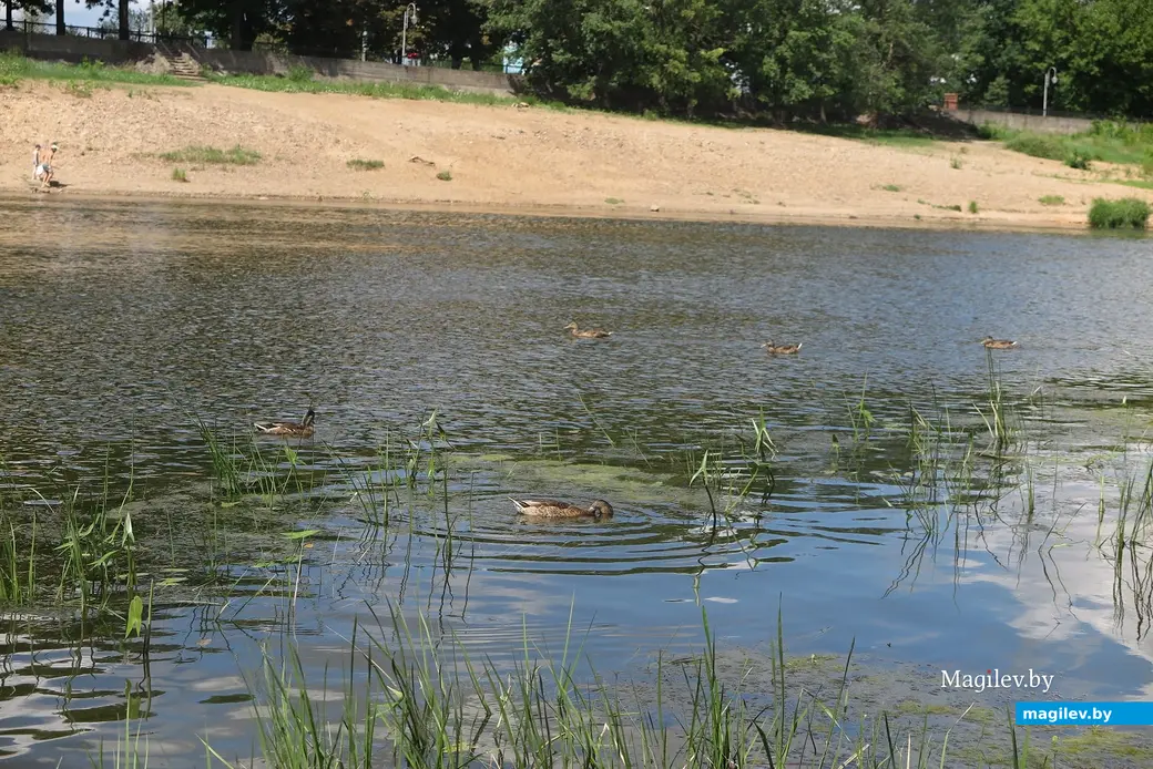 9.07.2023 г. Могилев, городской пляж. Кря-кря.