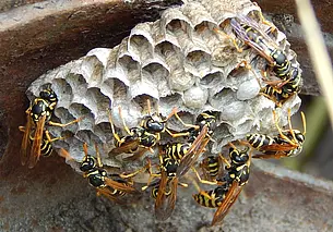 Опасные соседи: осиные гнезда пришлось ликвидировать могилевским спасателям