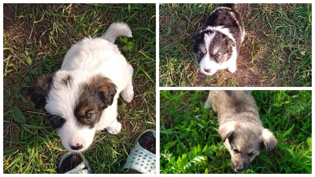Три найденных щенка