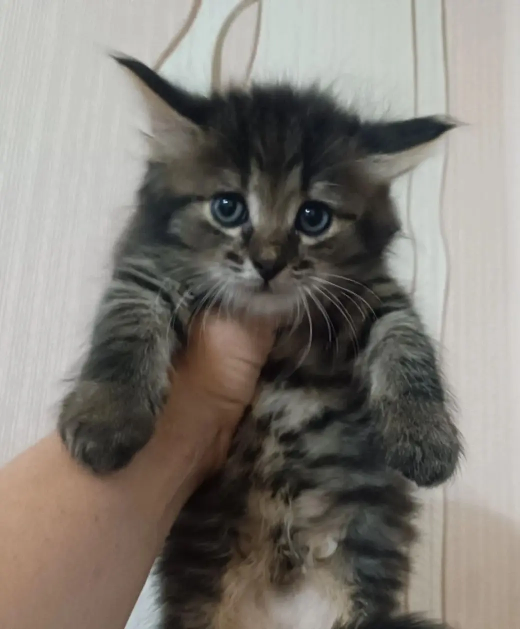 Малыш Иллинойс.