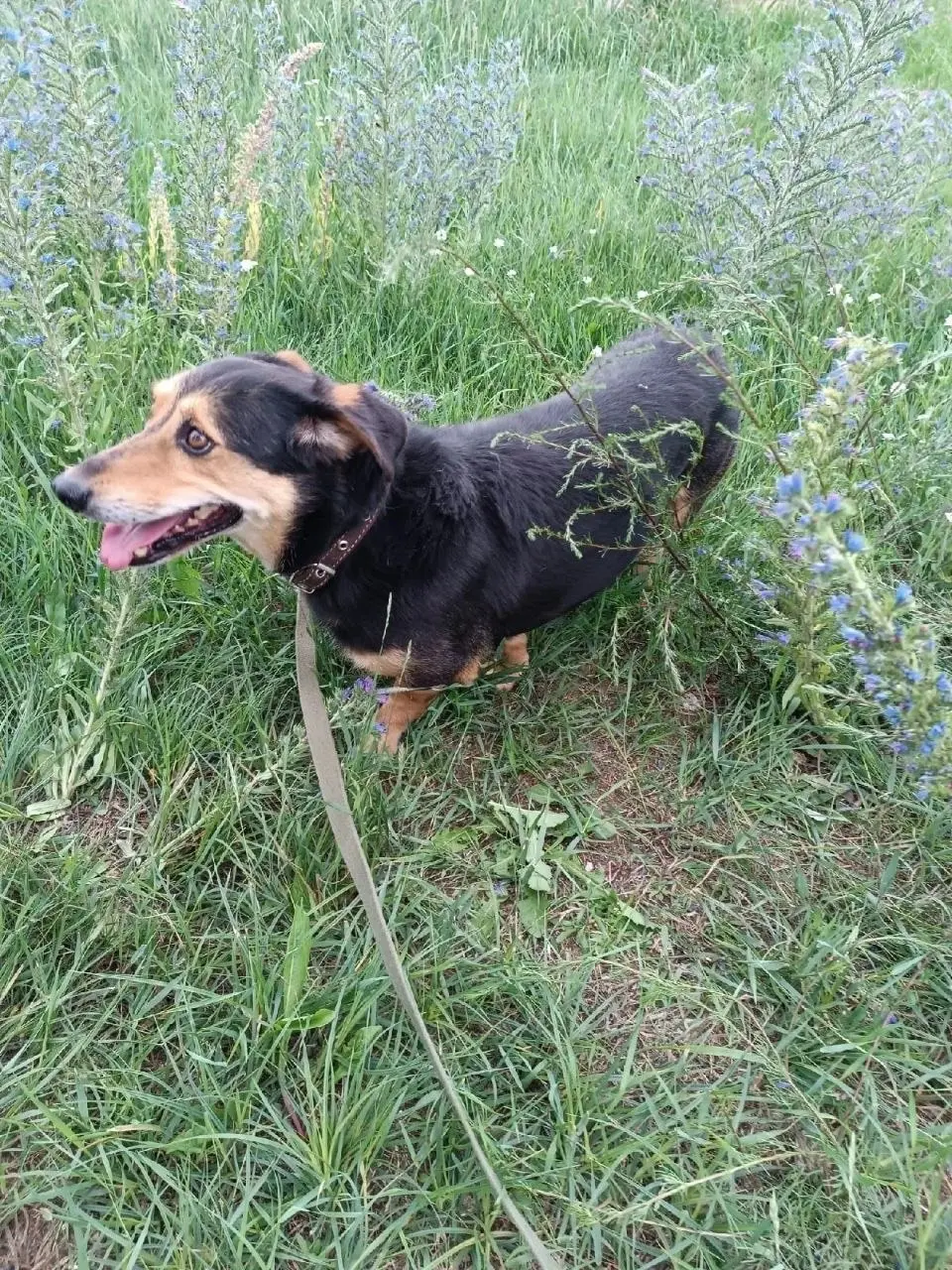 Маленький песик в размере таксы.