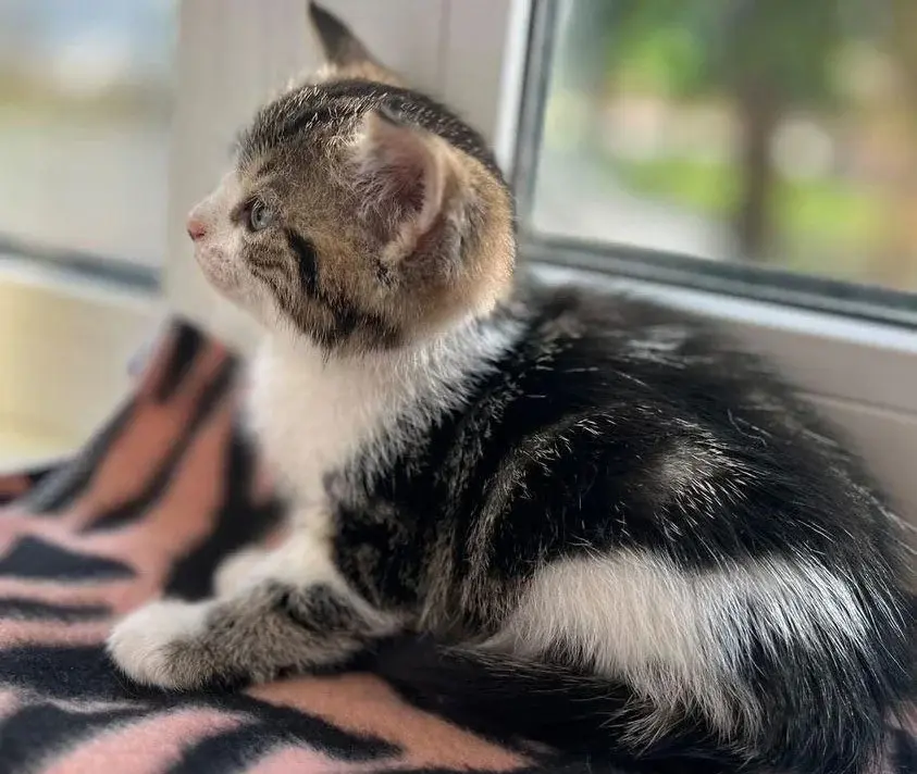 Милый мальчуган.