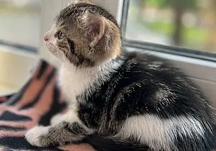 Кот Джош, собака Кася и песик в размере таксы: кто ищет хозяина в Могилеве