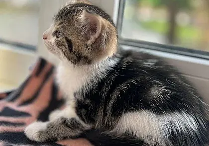 Кот Джош, собака Кася и песик в размере таксы: кто ищет хозяина в Могилеве