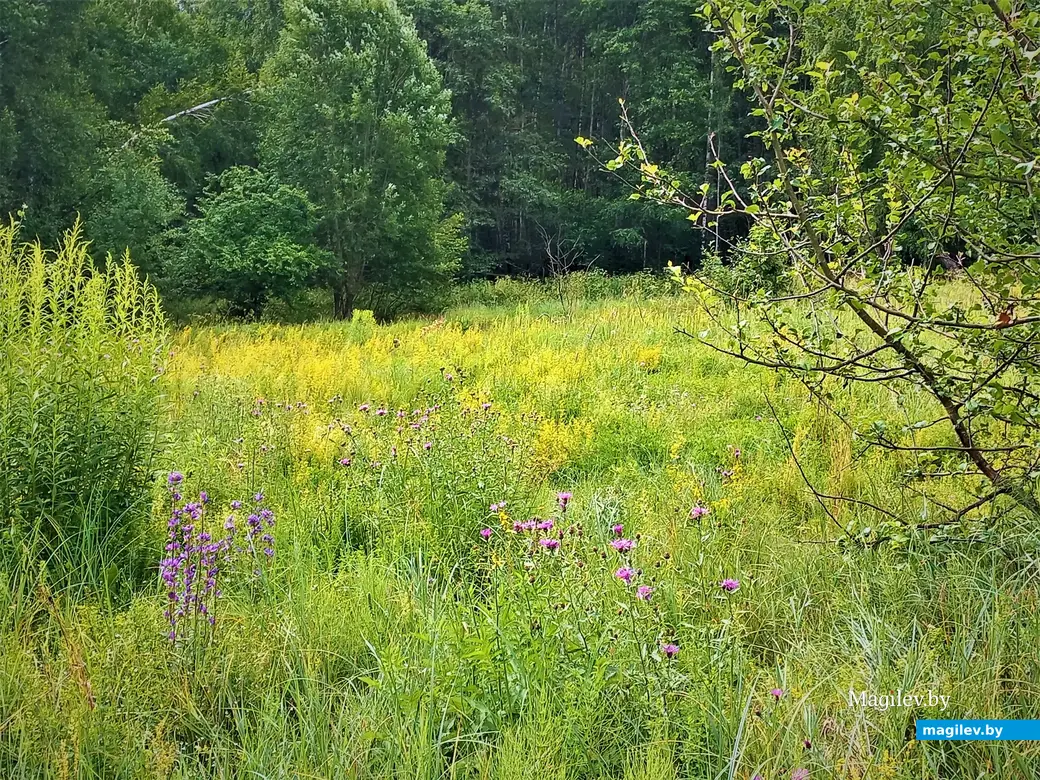 Поначалу все для меня складывалось ОК. Могилев, Сараканайск,12.07.2023 г.
