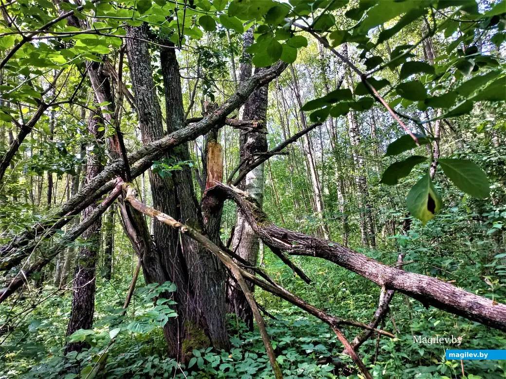 Могилев, Сараканайск,12.07.2023 г.