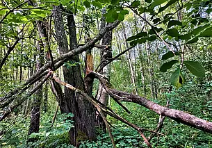 Через дебри и топи – к Печерскому озеру: попытка номер 1