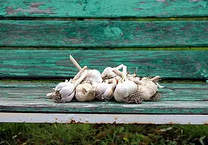 Как понять, что пришла пора выкапывать чеснок: 2 верных признака