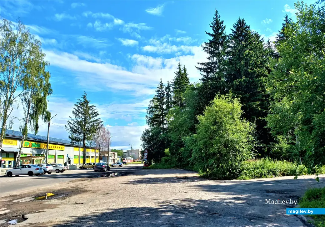 Поворот направо – и ты попадаешь в необыкновенно живописное торжество живой природы. Могилев, 12.07.2023 г.