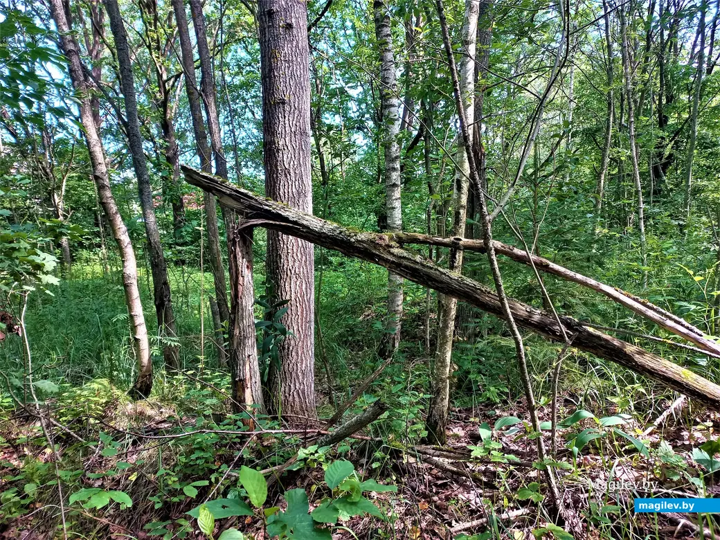 Но постепенно ландшафт меняется. Могилев, Сараканайск,12.07.2023 г.