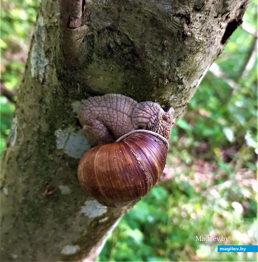Живность всякая попадается. Могилев, Сараканайск,12.07.2023 г.