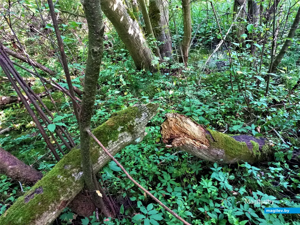 Мхи и лишайники тоже нам не страшны. Правда, виднеющаяся вдалеке вода, пусть и на небольших территориях, настораживает. Могилев, Сараканайск,12.07.2023 г.