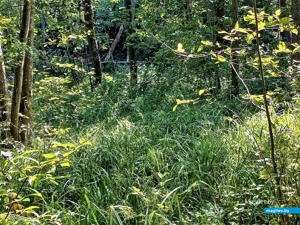 А в этом месте, провалившись одной ногой по щиколотку, мне подумалось о том, что не по Сеньке шапка. Надо поворачивать назад. Но ничего, попытку достичь обратной стороны