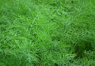 Как сеять укроп в июле, чтобы он вырос пушистым и долго не цвел: секретный способ