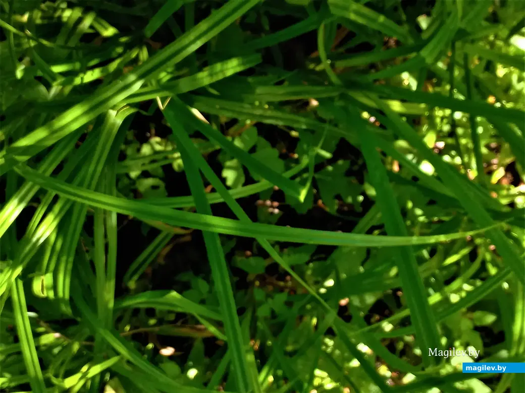 И в этом месте телефон вываливается из моих рук. Могилев, Сараканайск,12.07.2023 г.