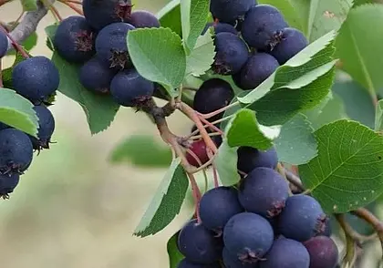 Чеснок, вишня, ирга и не только: бесплатные объявления на KRAMA.magilev