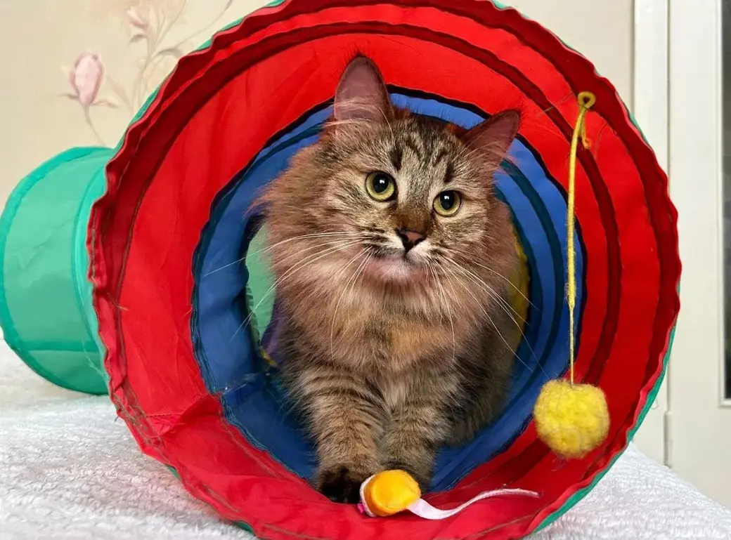 Красавица Лиана.