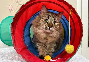 Собака Веснушка, кошка Лиана и малышка Тайра: кто ищет хозяина в Могилеве