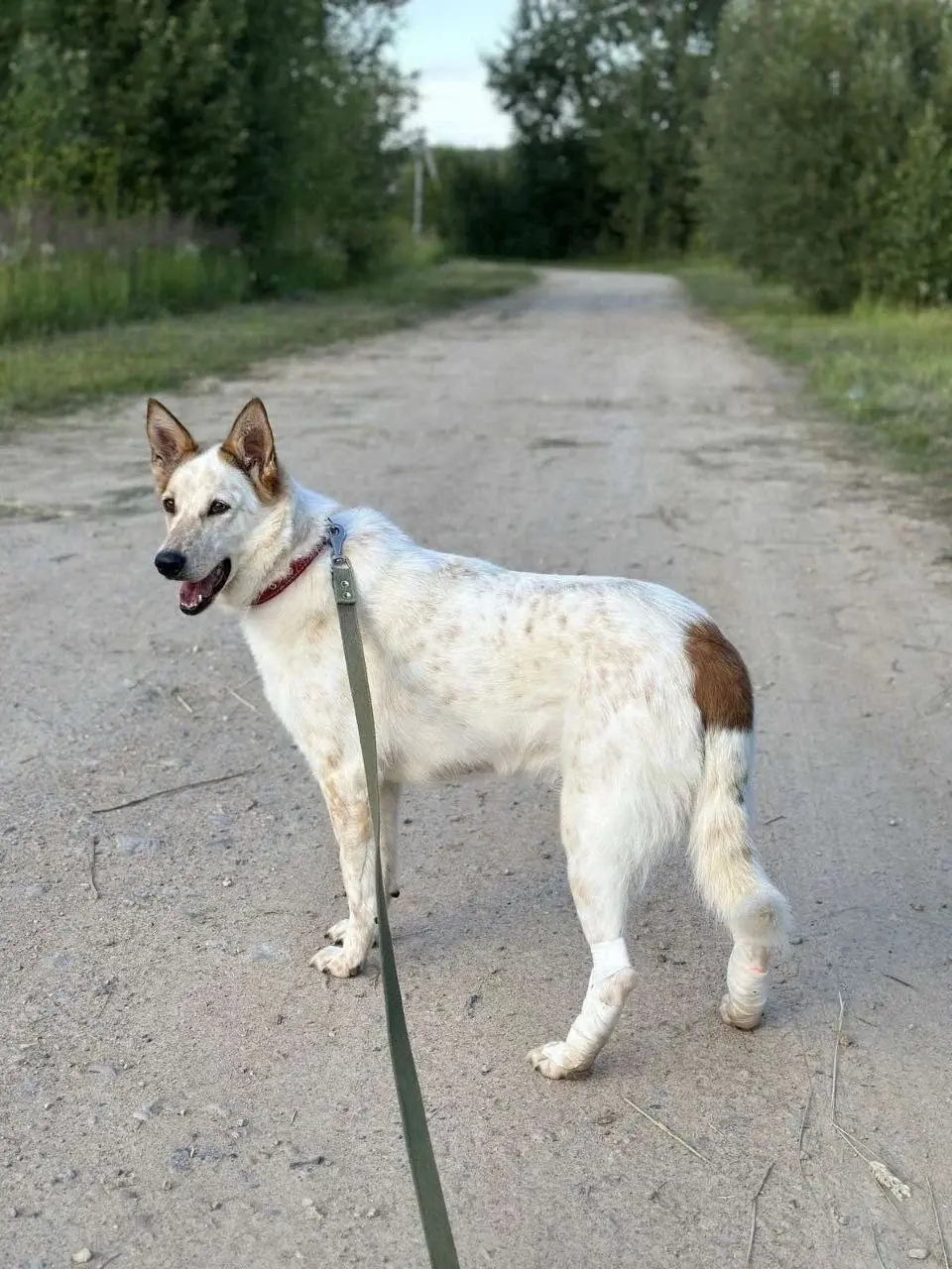 Собака Веснушка.