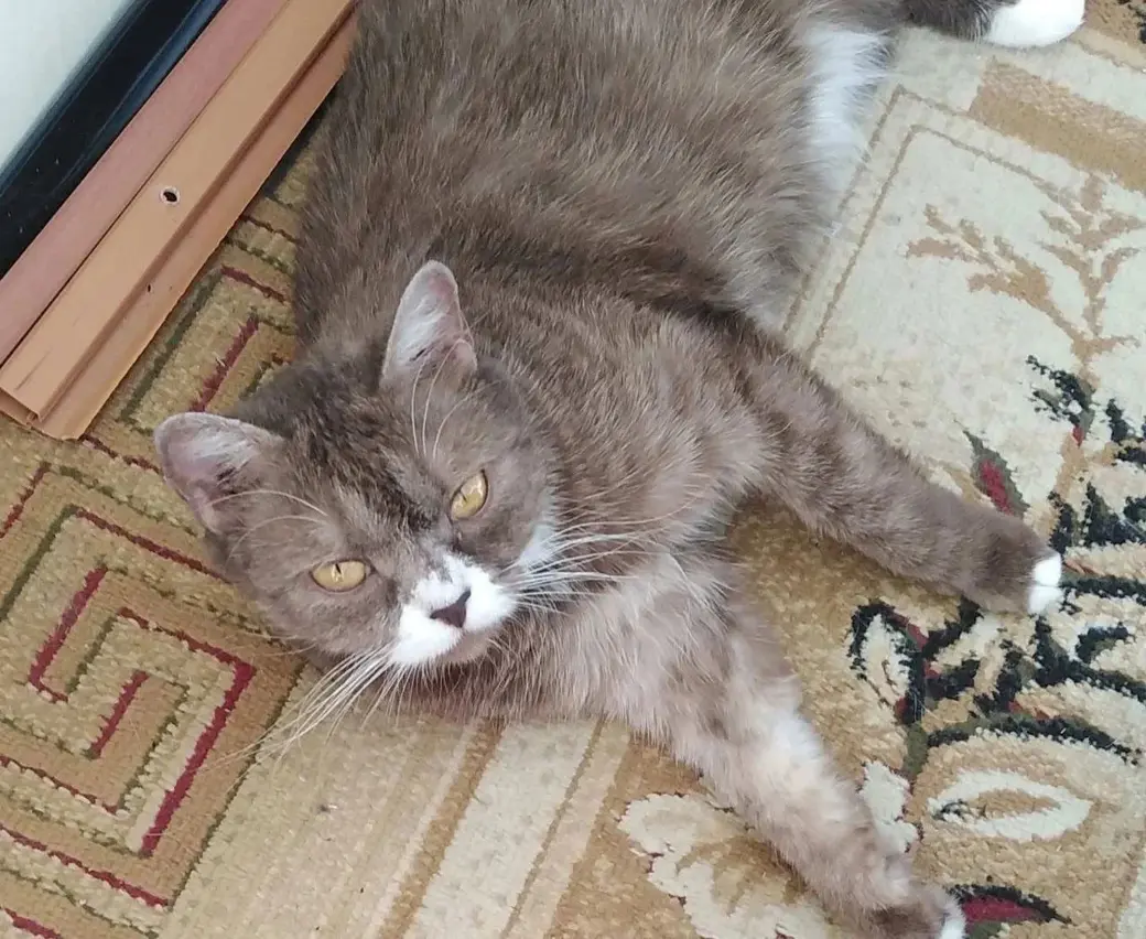 Кошка без клички.