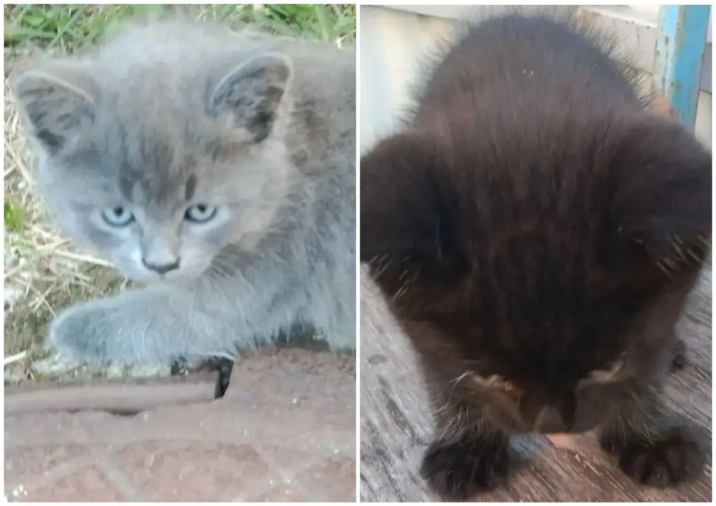 Два котенка.