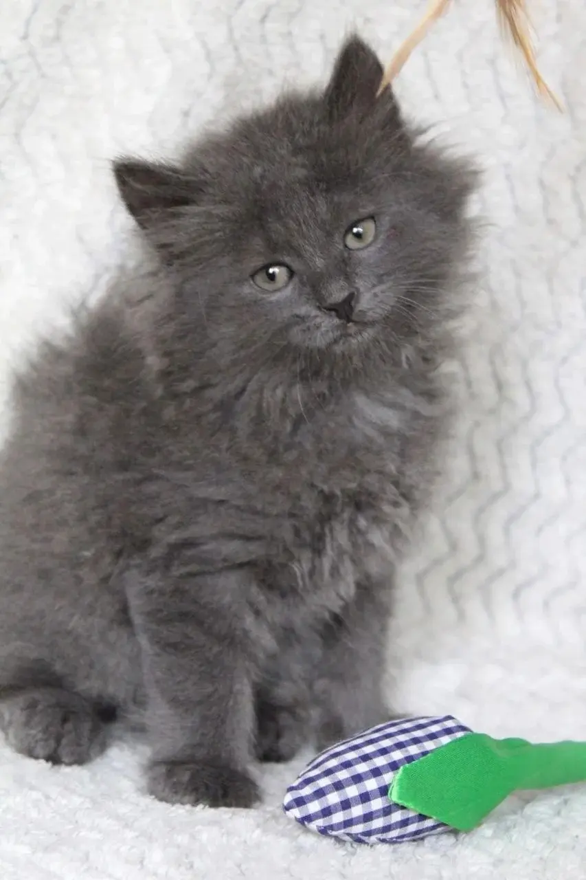 Малышка Тайра.