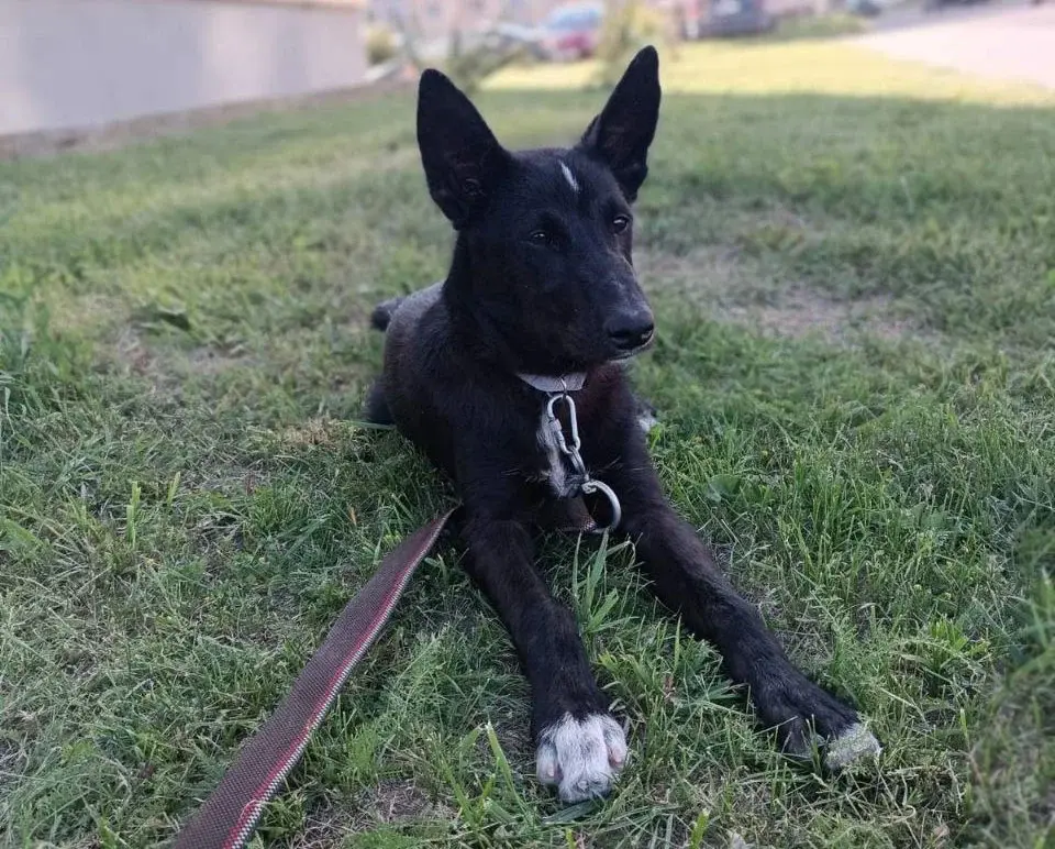 Щенок без клички.