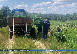 Два поля конопли уничтожили в Могилевской области