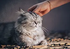 Боятся ли кошки щекотки: любопытное открытие