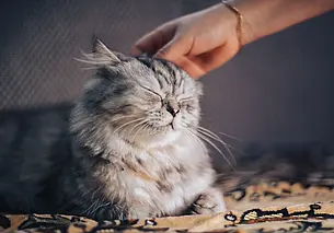 Боятся ли кошки щекотки: любопытное открытие