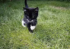 Как цвет шерсти кошки влияет на ее характер