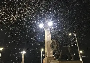 «Полчища» мошкары замечены у Днепра на Гомельщине
