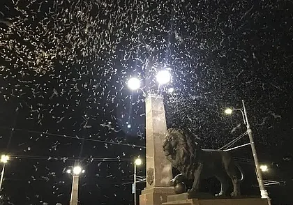 «Полчища» мошкары замечены у Днепра на Гомельщине