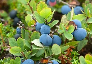 Картофель молодой, голубика болотная, мед и не только: бесплатные объявления на KRAMA.magilev