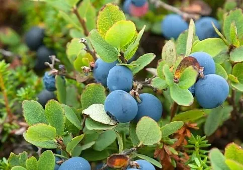 Картофель молодой, голубика болотная, мед и не только: бесплатные объявления на KRAMA.magilev