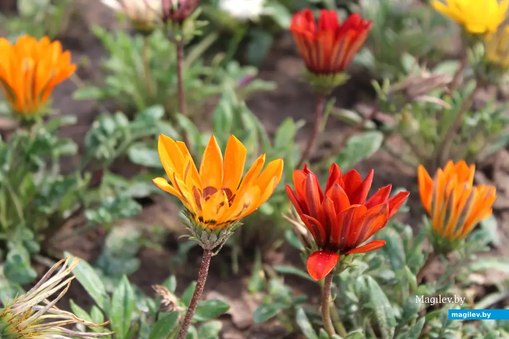 Путешествие одного дня в Белыничи. Июль 2023 год.