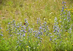 В Беларуси изменили закон об охране окружающей среды. Что нового?