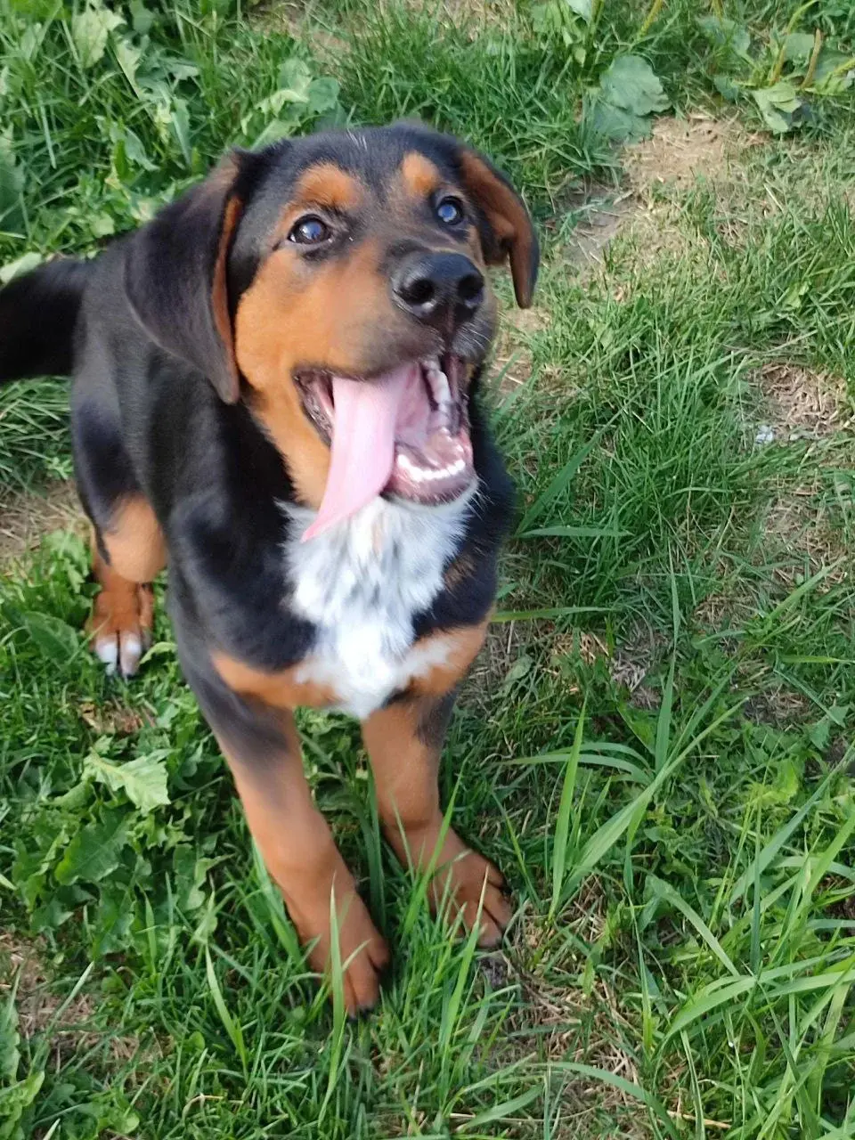 Собака Кума.