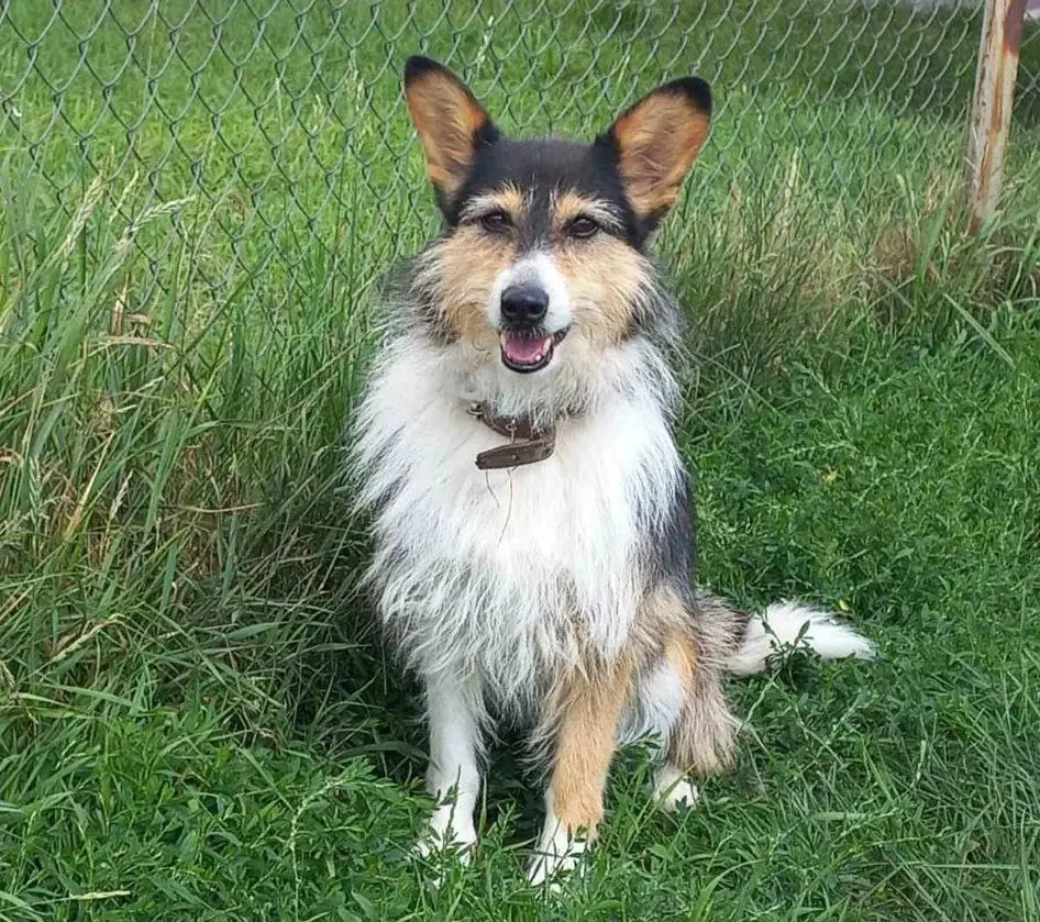 Собака Анфиса