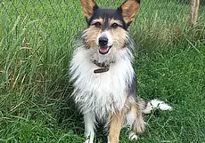 Собака Кума, тибетский мастиф Серафима и дружная компания котят: кто ищет хозяина в Могилеве