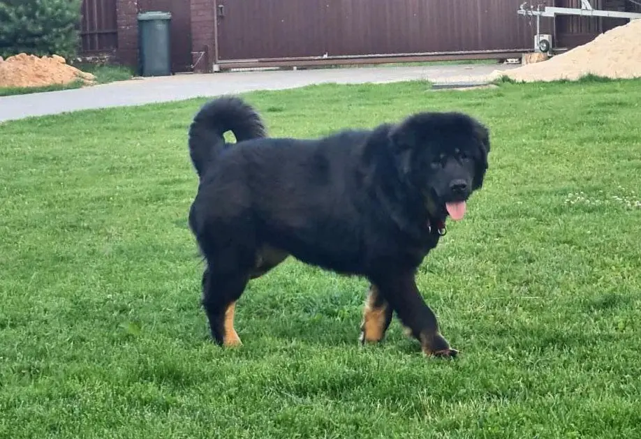 Собака Серафима.