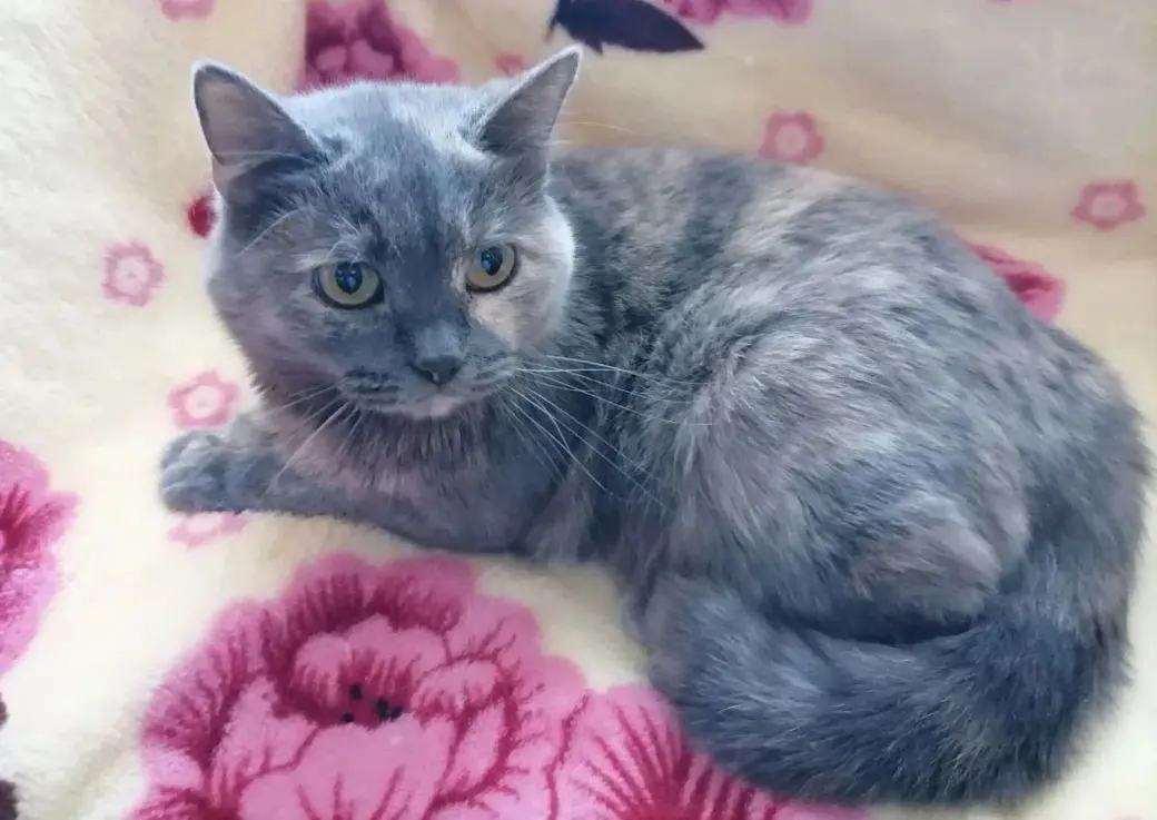 Кошка Мальвина.